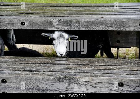 France, Doubs, Brognard, éco pâturage, abri des moutons sous une table en bois Banque D'Images