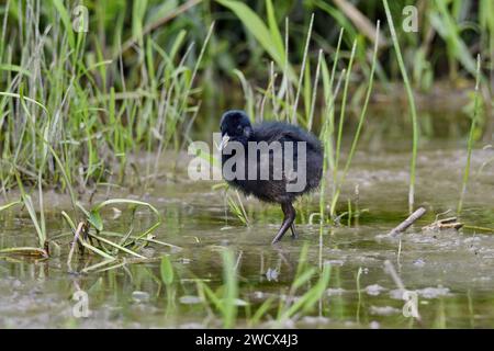 France, Doubs, faune, oiseau, Rail d'eau (Rallus aquaticus), poussin Banque D'Images