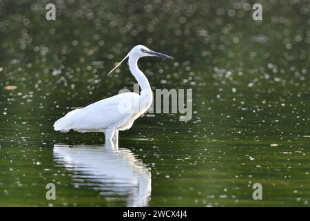 France, Doubs, faune, oiseau, échassier, petite Egret (Egretta garzetta) Banque D'Images