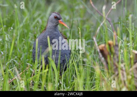 France, Doubs, faune, oiseau, Water Rail (Rallus aquaticus) Banque D'Images