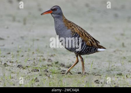 France, Doubs, faune, oiseau, Water Rail (Rallus aquaticus) Banque D'Images