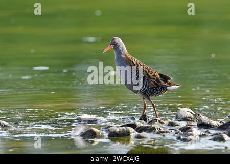 France, Doubs, faune, oiseau, Water Rail (Rallus aquaticus) Banque D'Images