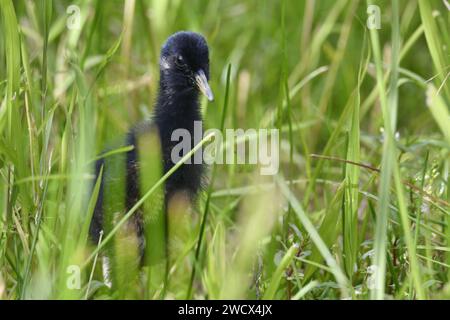 France, Doubs, faune, oiseau, Rail d'eau (Rallus aquaticus), poussin Banque D'Images