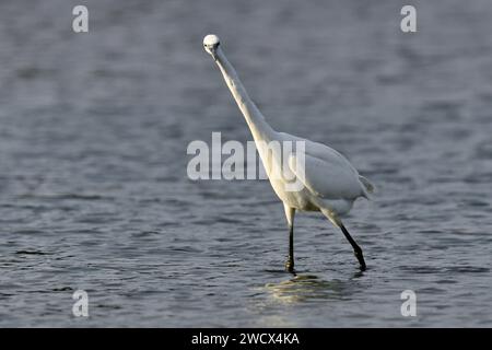 France, Doubs, faune, oiseau, échassier, petite Egret (Egretta garzetta) Banque D'Images