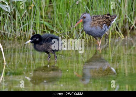 France, Doubs, faune, oiseau, Rail d'eau (Rallus aquaticus), poussin Banque D'Images