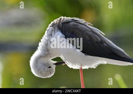 France, Doubs, faune, oiseau, échasses blanches (Himantopus himantopus) Banque D'Images