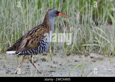 France, Doubs, faune, oiseau, Water Rail (Rallus aquaticus) Banque D'Images