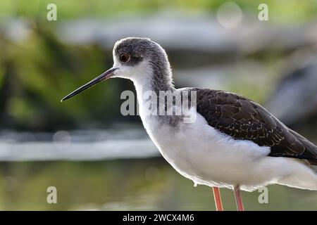 France, Doubs, faune, oiseau, échasses blanches (Himantopus himantopus) Banque D'Images