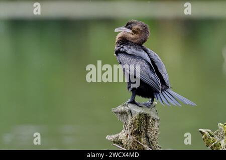 France, Doubs, faune, oiseau, Cormoran pygmée (Phalacrocorax pygmaeus) Banque D'Images