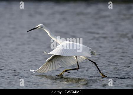 France, Doubs, faune, oiseau, échassier, petite Egret (Egretta garzetta) Banque D'Images