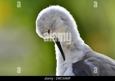 France, Doubs, faune, oiseau, échasses blanches (Himantopus himantopus) Banque D'Images