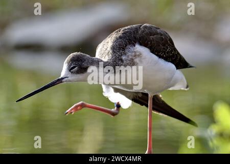 France, Doubs, faune, oiseau, échasses blanches (Himantopus himantopus) Banque D'Images