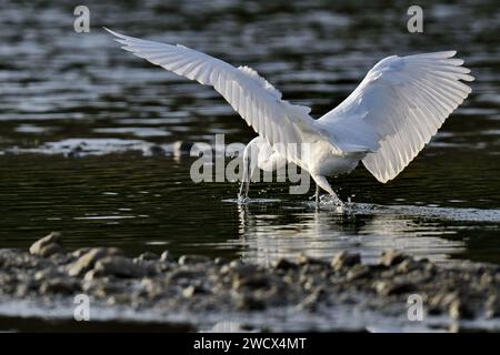 France, Doubs, faune, oiseau, échassier, petite Egret (Egretta garzetta) Banque D'Images