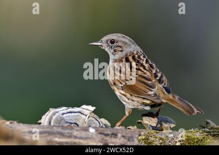 France, Doubs, faune, oiseau, Accentor mouillé (Prunella modularis) Banque D'Images