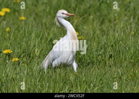 France, Doubs, faune, oiseau, élevage de bovins (Bubulcus ibis) chasse dans un pâturage Banque D'Images