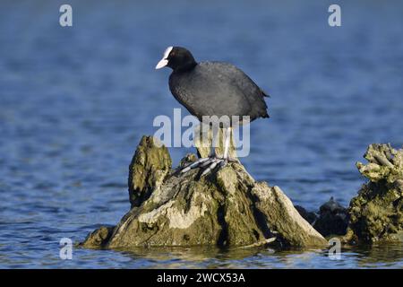 France, Doubs, faune, oiseau, Coot (Fulica atra) perché sur une racine aquatique Banque D'Images