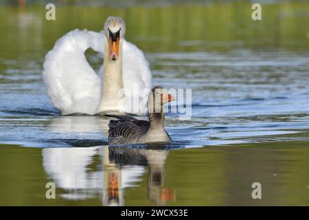 France, Doubs, faune, oiseau, Cygne mute (Cygnus olor) Chasing a Greylag Goose (Anser anser) Banque D'Images