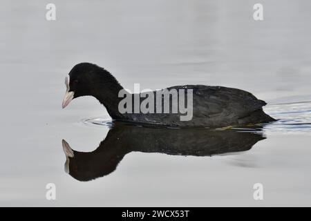 France, Doubs, faune, oiseau, Coot (Fulica atra) Banque D'Images