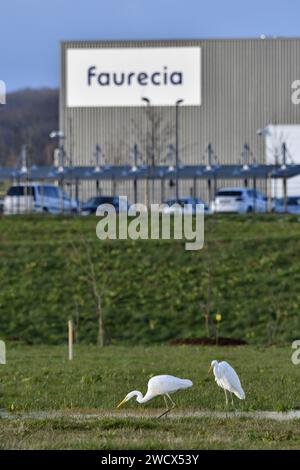 France, Doubs, Allenjoie, faune, oiseau, grand Egret (Egretta alba), Technoland Banque D'Images