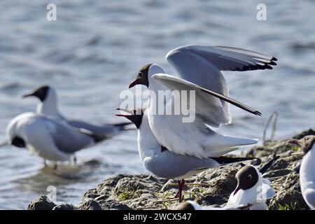 France, somme, faune, oiseau, accouplement de la Goulette à tête noire (Chroicocephalus ridibundus) dans la baie de somme Banque D'Images