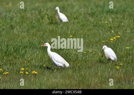 France, Doubs, faune, oiseau, élevage de bovins (Bubulcus ibis) chasse dans un pâturage Banque D'Images