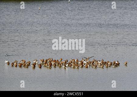 France, somme, parc du Marquenterre, faune, oiseau, Isosa limosa Banque D'Images