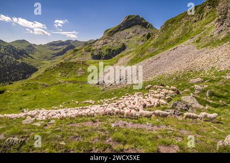 France, Pyrénées Atlantiques, Béarn, Vallée d'Ossau, Parc National des Pyrénées, berger conduisant son troupeau de brebis dans les pâturages d'été Banque D'Images