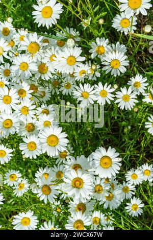 Fleurs de camomille marguerites, fleurs sauvages, fleurs de camomille. gros plan. Beaucoup de marguerites dans la prairie la vue depuis le haut. Style rustique Banque D'Images