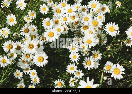 Fleurs de camomille marguerites, fleurs sauvages, fleurs de camomille. gros plan. Beaucoup de marguerites dans la prairie la vue depuis le haut. Style rustique Banque D'Images