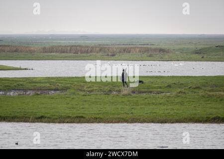 France, somme (80), Baie de somme, Boismont, à la sortie de la marée, un chasseur et son chien partent à la chasse en cabane Banque D'Images