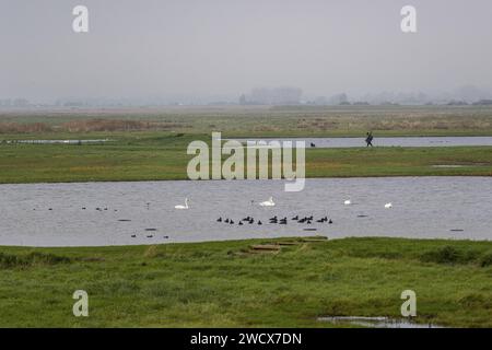 France, somme (80), Baie de somme, Boismont, à la sortie de la marée, un chasseur et son chien partent à la chasse en cabane Banque D'Images