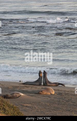 États-Unis, Californie, Pacific Coast Highway, comté de San Luis Obispo, an Simeon, éléphants de mer (Mirounga angustirostris) reposant sur la plage de l'océan Pacifique, colonie de Piedras Blancas Banque D'Images