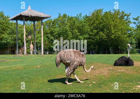 France, Moselle, Amneville, la Cité des Loisirs, le parc zoologique, autruches femelles et mâles Banque D'Images