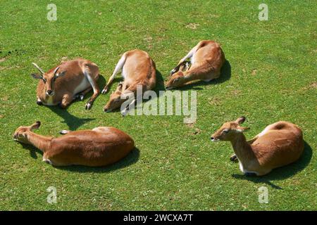 France, Moselle, Amneville, la Cité des Loisirs, le parc zoologique, dik dik, petite antilope du genre Madoqua Banque D'Images