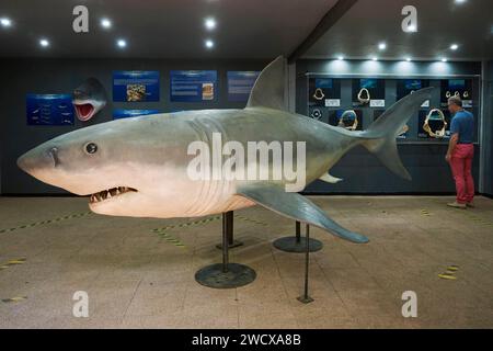 France, Moselle, Amneville, la Cité des Loisirs, l'Aquarium, zone requin Banque D'Images