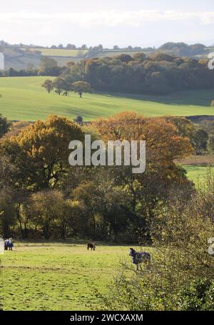 Munderfield de Bromyard Downs, Herefordshire. Champs agricoles, verdoyants, vallonnés de la vallée de la Frome. Chevaux dans le pâturage près de Bromyard. Banque D'Images