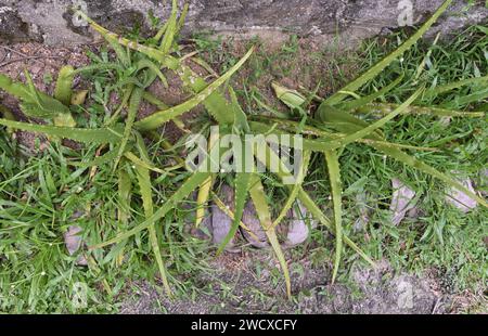 Vue aérienne les quelques plantes d'Aloe vera poussant sur une étroite bande de terre dans le jardin de la maison près d'un mur. Banque D'Images