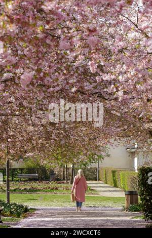 France, Meurthe et Moselle, Nancy, Femme marchant sous les cerisiers du Japon en fleurs sur le Square Verlaine (parc public Verlaine) situé Avenue Boufflers Banque D'Images