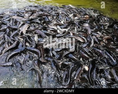 Vietnam, Delta de Mekon, poisson-chat Banque D'Images