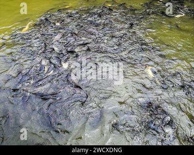 Vietnam, Delta de Mekon, poisson-chat Banque D'Images