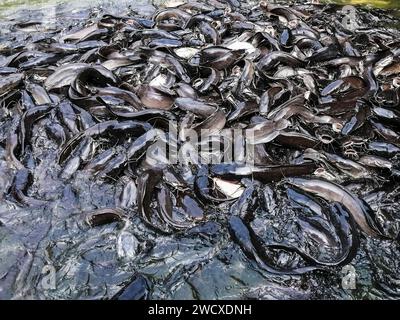 Vietnam, Delta de Mekon, poisson-chat Banque D'Images