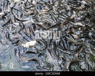 Vietnam, Delta de Mekon, poisson-chat Banque D'Images