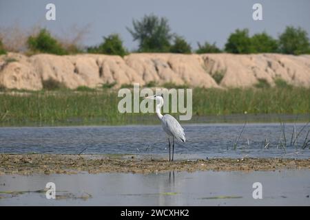 Un héron gris est vu debout sur les rives d'un lac par une journée ensoleillée Banque D'Images