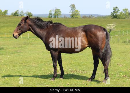 Portrait de côté d'un cheval brun debout dans un champ vert en été Banque D'Images