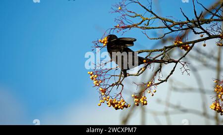 blackbird mâle se nourrissant de baies Banque D'Images