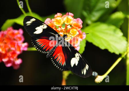 Papillon Doris longwing dans les jardins. Banque D'Images