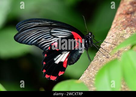 Scarlet Mormon Butterfly atterrit dans les jardins à papillons. Banque D'Images