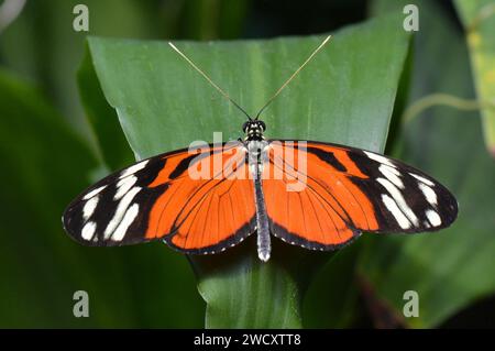 Isabella Tiger Longwing Butterfly Banque D'Images