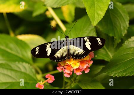 Doris Longwing papillon grignote sur le nectar dans les jardins. Banque D'Images