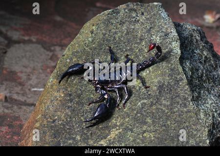 Un scorpion se couche sur un rocher. Banque D'Images